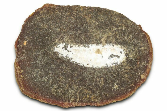 Pennsylvanian Worm Fossil - Mazon Creek #325923